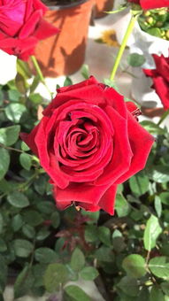 紫辰 沈陽新聞廣播春季花卉日用品展即將開幕 家居用品新風(fēng)尚