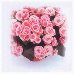 森記園花卉出入口公司 一站式花卉苗木與植保用品供應(yīng)商