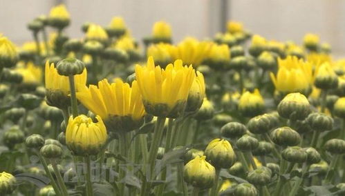 辛巴助力硯山花卉產(chǎn)業(yè)，綻放美麗經(jīng)濟(jì)新篇章